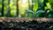 © slonme - New Life Emerging at Sunset: A Young Plant's Beginning
