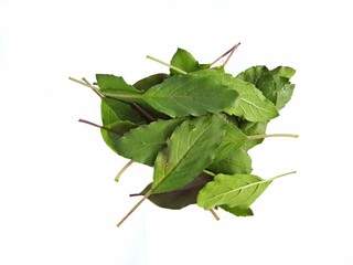 Basil (Ocimum tenuiflorum) fresh green leaf and stem isolated over white background.