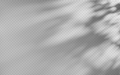 Wall Mural - abstract shadow overlay from foliage on a transparent background.