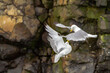 © robertharding - Adult black-legged kittiwake (Rissa tridactyla) in aerial combat against another kittiwake near Alexander Island, Russia, Eurasia