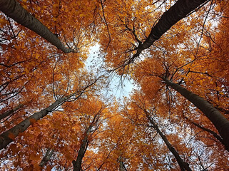 Wall Mural - Autumn Canopy: A Look Up at the Changing Leaves