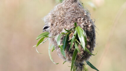 Poster - bird on a branch