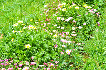 Wall Mural - Pink Marguerite daisies (Argyranthemum frutescens) in full bloom, surrounded by lush green foliage. These stunning flowers enhance the natural beauty of any garden setting.