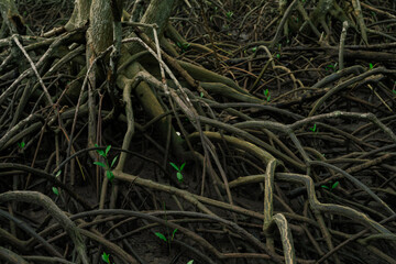 Wall Mural - close-up root of mangrove tree in lush wetland forest. natural defense against erosion and climate c