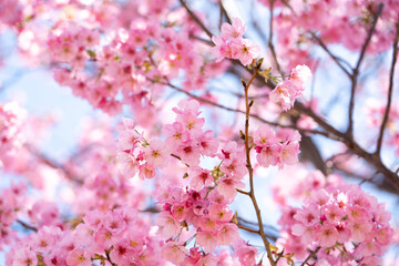Wall Mural - Closed up background of pink color flower sakura (cherry) blossom