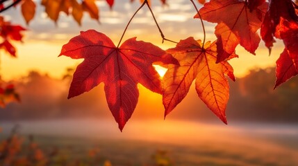 Wall Mural - Vibrant red maple leaves illuminated by the warm glow of a sunrise, with a misty background, creating a beautiful autumn scene.