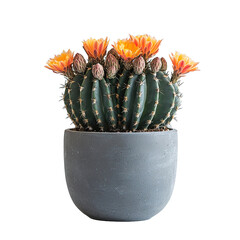 Wall Mural - cacti with flowers in gray flowerpot on isolated transparent background, side view