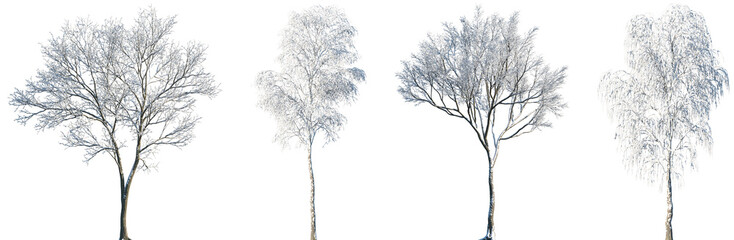 Wall Mural - set of maple (genus acer) and birch winter frontal set street trees isolated png in sunny daylight o