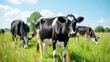 © Evgen - Close-Up of a Dairy Cow in Tall Grass with Herd Grazing in the Background on a Sunny Day