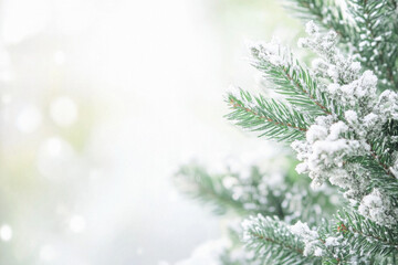 A snow covered pine tree with a white background. The tree is bare and has no leaves. The snow is covering the branches and the trunk. Concept of winter and the beauty of nature during the cold season