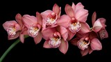 A close-up of pink orchids with intricate petals, set against a dark background, capturing the elegance and allure of floral beauty.