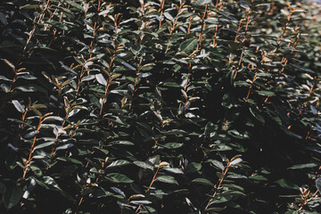 Sticker - Selective focus dark green leaves of Elaeagnus ebbingei in garden, Thorny olive, Spiny oleaster and Silverthorn is a species of flowering plant in the family Elaeagnaceae, Nature greenery background.