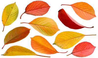 Wall Mural - a collection of yellow, red, orange leaves isolated from the background. a fallen leaf, an autumn he