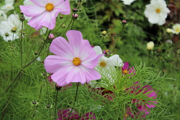 pink cosmos flower