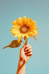 Poster - Hand holding a sunflower finger petal plant.