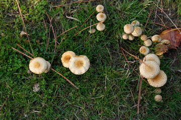 Mushrooms growing in the grass in the forest