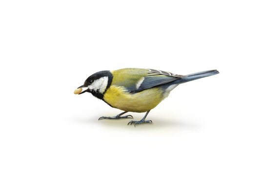 Vögel 152