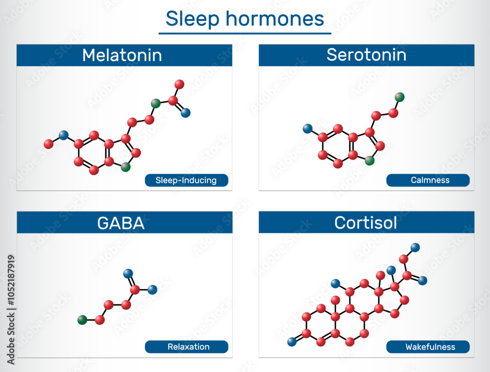 Sleep hormone molecule. Structure and function of melatonin, serotonin ...