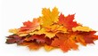 © Matilde - heap of colorful fall maple leaves isolated on white background