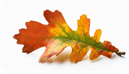 Wall Mural - twig of oak tree with colorfull autumn leaves isolated on whie background