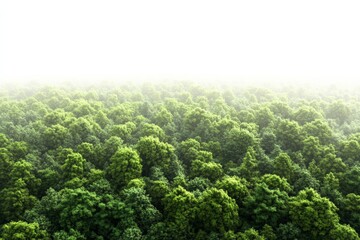 Aufkleber - Evergreen forest aerial view, a stunning aerial perspective of a vast evergreen forest, revealing the dense canopy and the expanse of green,