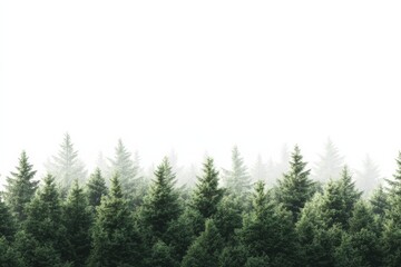 Aufkleber - Evergreen forest in morning, a peaceful morning scene of an evergreen forest, with soft light and dew-covered foliage, creating a serene atmosphere,