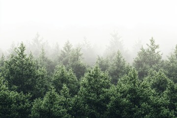 Aufkleber - Evergreen forest in morning, a peaceful morning scene of an evergreen forest, with soft light and dew-covered foliage, creating a serene atmosphere,