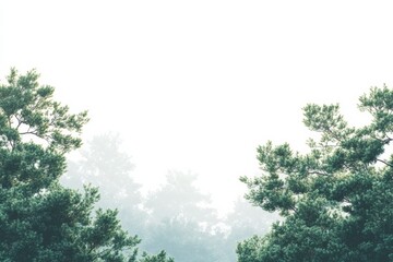Aufkleber - Evergreen forest in morning, a peaceful morning scene of an evergreen forest, with soft light and dew-covered foliage, creating a serene atmosphere,