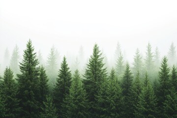 Aufkleber - Evergreen forest in morning, a peaceful morning scene of an evergreen forest, with soft light and dew-covered foliage, creating a serene atmosphere,
