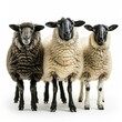 © nsit0108 - Three sheep standing and looking at camera on white background