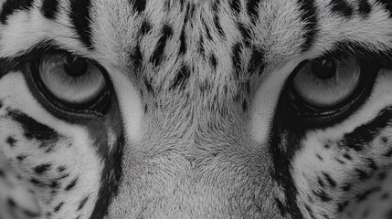 Wall Mural - Close-up of the gaze of snow leopard's eyes. The wild animal stares piercingly into the camera. Illustration for cover, card, postcard, interior design, banner, poster, brochure or presentation.