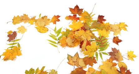 Wall Mural - Autumn leaves background with copy space. Colorful leaves on ground with empty place isolated on white background, autumn concept.