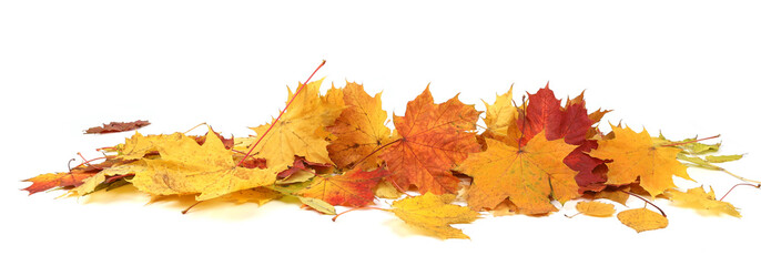 Wall Mural - Autumn leaves background with copy space. Colorful leaves on ground with empty place isolated on white background, autumn concept.