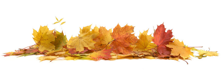 Wall Mural - Autumn leaves background with copy space. Colorful leaves on ground with empty place isolated on white background, autumn concept.