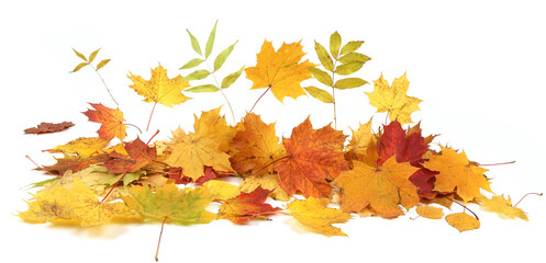 Wall Mural - Autumn leaves background with copy space. Colorful leaves on ground with empty place isolated on white background, autumn concept.