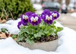 © typepng - Decorative horned pansy flowers in a garden with snow at springtime. (Viola cornuta). Soft selective focus. Copy space.