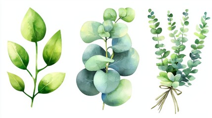 Decorative watercolor leaves branch set. Hand-painted eucalyptus elements on transparent background.