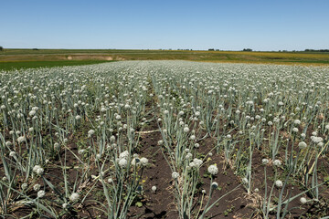 Onion field in bloom grown for seed production