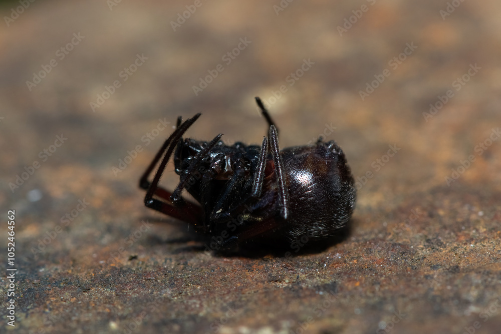 False Button Spider Foto False button spider (Steatoda sp.), also known as a black cobweb ...