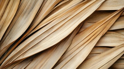 Close up texture of a dried palm tree leaf on a natural background