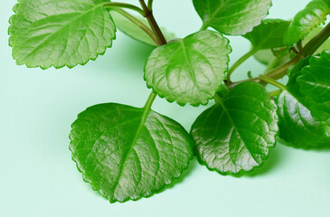 Wall Mural - Close up. Money plant, intense green leaf and light green background.