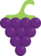 Poster - Simple vector illustration of a bunch of purple grapes hanging on the vine, isolated over white background