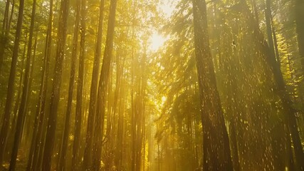 Aufkleber - Golden sunlight filtering through a misty forest canopy creates a surreal and magical atmosphere, illuminating the tranquil woods with warm rays and enhancing the serene beauty of nature