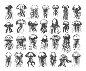 Wall Mural - Different Jellyfish Icons Set Woodcut Vintage Style Black on White Various Species Including Moon Lions Mane Sea Nettle Portuguese Man