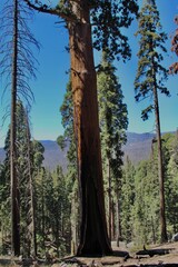 trees in the forest