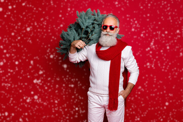 Portrait of his he nice attractive handsome content classy trendy well-dressed gray-haired man wearing pullover sweater carrying festal tree isolated over bright vivid shine red background