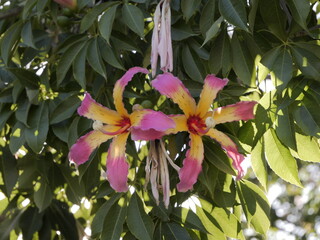 Wall Mural - Flowers of the floss silk tree (Ceiba speciosa, syn. Chorisia speciosa) or palo borracho, árbol del puente, samu'ũ, paineira , toborochi, silk floss tree. Family: Malvaceae (as baobab). Spain