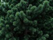 © Sujid - Close-up image of a majestic pine tree in a dense forest setting, showcasing its rich green needles and rugged bark, textured, aged