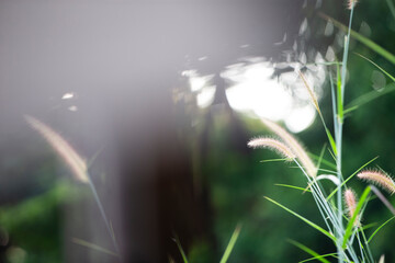 Wall Mural - close up of grass flower in garden with bokeh background.