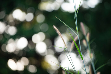Wall Mural - close up of grass flower in garden with bokeh background.